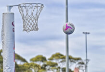 Young Roos jumping forward