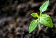 Creating Gardens for Wildlife