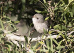 birds_489368_02