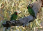 birds_489368_03