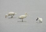 birds_489368_04