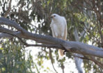 birds_491850_01