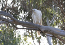 Red knots stay put for the winter