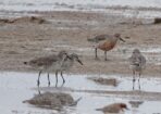 birds_491850_02
