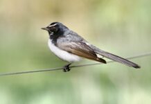 Bird sightings aplenty