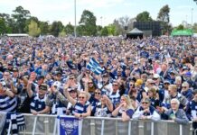Cheer on the Cats at Eastern Beach Reserve