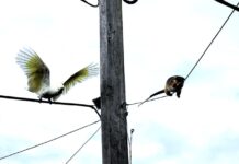 Fingers crossed for cygnet nest