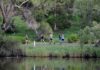 CMA seeks feedback on Barwon River management plan