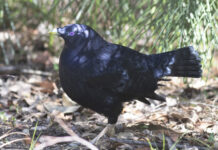 Birds, whales and a sunfish