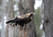 Swooping magpies cause havoc