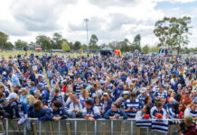 Cats fined, but cleared of salary cap breaches