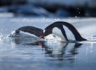 Travelling to the land of penguins