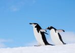 penguins_509160_02