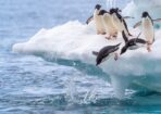 penguins_509160_04