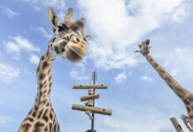 New use for bamboo at zoo