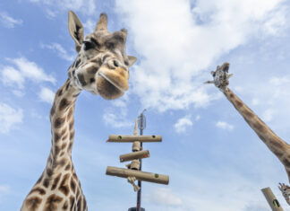 New use for bamboo at zoo