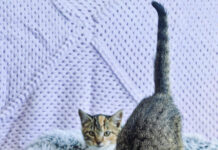 Find your new best friend at GAWS