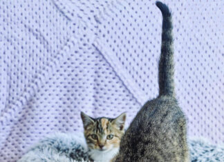 Find your new best friend at GAWS