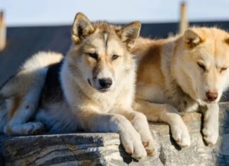 Save on Viking’s Spring Sale