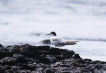 Northern NSW a bird haven