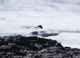 Northern NSW a bird haven