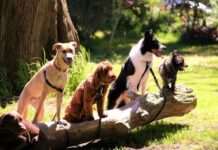 New pets plan focused on parks, programs and poop