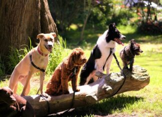 New pets plan focused on parks, programs and poop