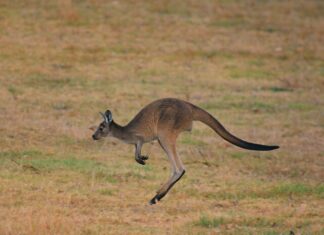Driving towards more wildlife signs