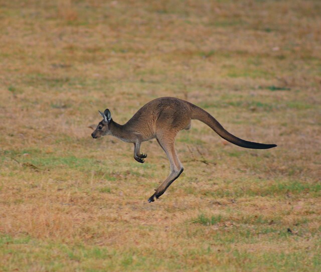Kangaroo_500272_01