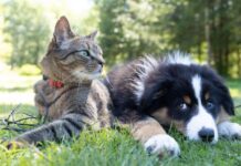 Managing cats and dogs safely