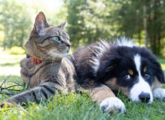 Managing cats and dogs safely
