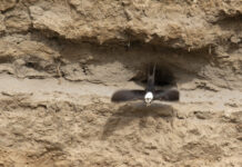 Two more ‘lifers’ ticked off