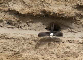 Two more ‘lifers’ ticked off