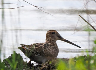 Oriental plover a huge attraction