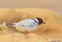 Race to save the hoodie begins