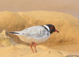 Race to save the hoodie begins