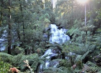 Nature walks- Great Ocean Road