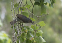 Satin bowerbirds in the Otways