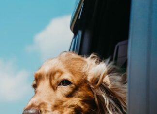 Top tips for taking your dogs on a road trip these school holidays