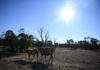 Drought conditions not over yet