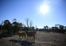 Drought conditions not over yet
