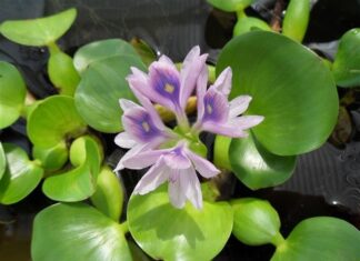 Prohibited weed infestation warning