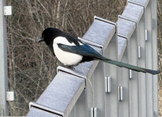 NATURE WATCH with Jen Carr