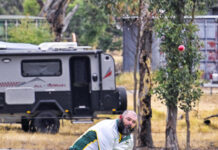 Grazotis steers Cobras to big total