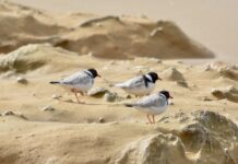 Hoodie resilience inspires