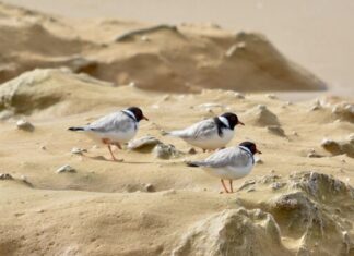 Hoodie resilience inspires