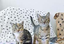 Reduced fees for indoor-only cats