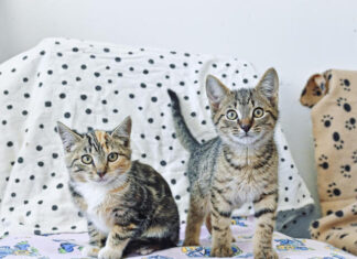 Reduced fees for indoor-only cats