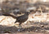 Southern scrub-robin treat
