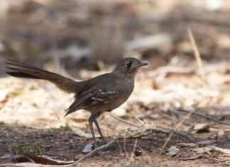 Southern scrub-robin treat